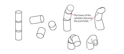 Human Anatomy Fundamentals How To Draw Hands Tuts Design