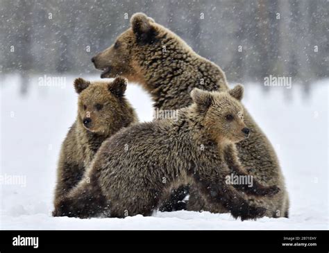 She Bear And Bear Cubs In The Snow Brown Bears In The Winter Forest