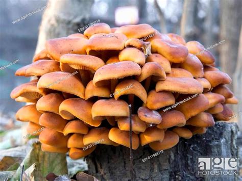 Wild enokitake, Stock Photo, Picture And Low Budget Royalty Free Image ...