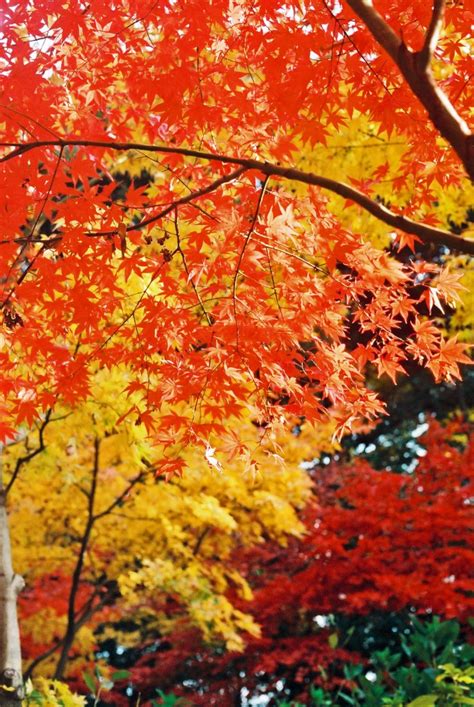 All about autumn in japan – Telegraph