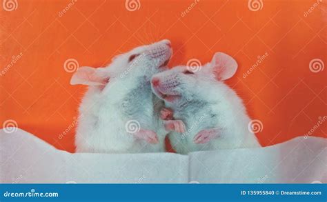 Love rat stock photo. Image of animal, love, laboratory - 135955840