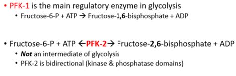 Glycogen Metabolism Regulation Of Carbohydrate Metabolism Flashcards