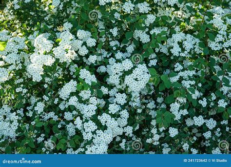 小白花花丛背景 绿色背景中的春花植物白花 库存照片 图片 包括有 四季不断 绿色 开花 装饰 241723642