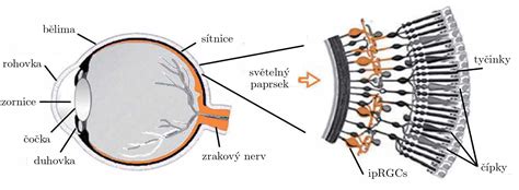 Lidské oko a jeho části svitimprotebe cz Plnospektrální osvětlení