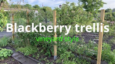 Blackberry Trellis Vineyard Style Youtube