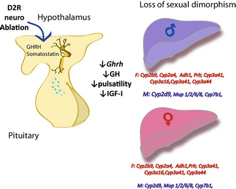 Disruption of dopamine D2 receptor (D2R) from neurons produces dwarf ...