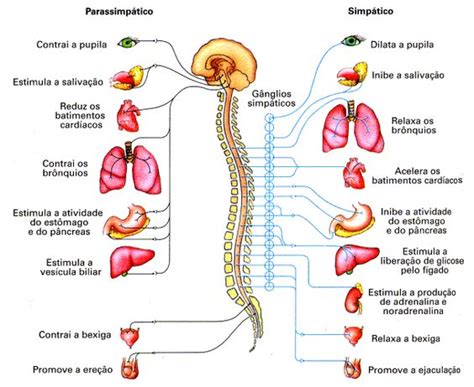 Sistema Nervoso Aut Nomo Fisiologia Anatomia Resumo