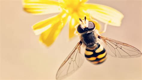 World Bee Day Theme History Significance Quotes And More