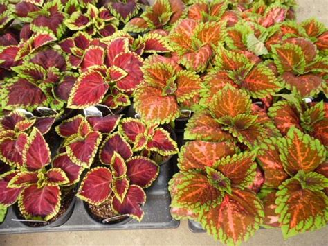 Kong Coleus Parks Brothers Farm Inc