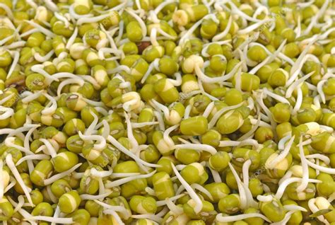 Sprouted green gram seeds — Stock Photo © sanc4u #10452580