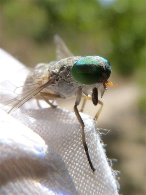 Horsefly With Huge Green Eyes Free Image Download