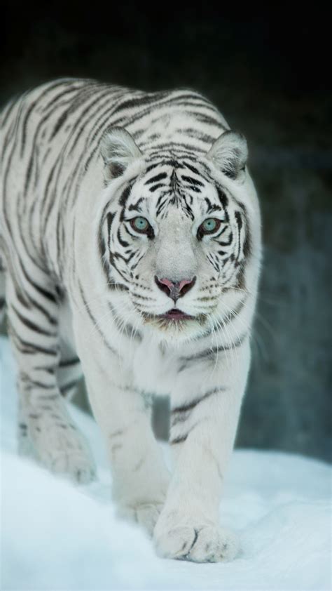 White Tiger Wallpapers And Backgrounds 4K HD Dual Screen