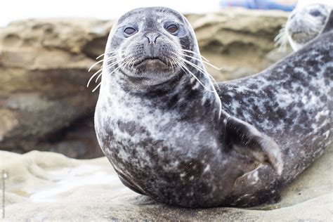 Cute Harbor Seal Pups