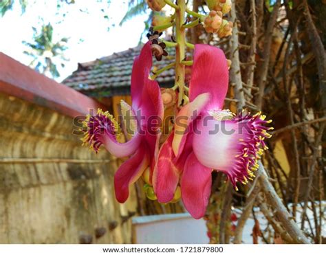 Nagalinga Flower Couroupita Guianensis Cannnonball Tree Flower Stock