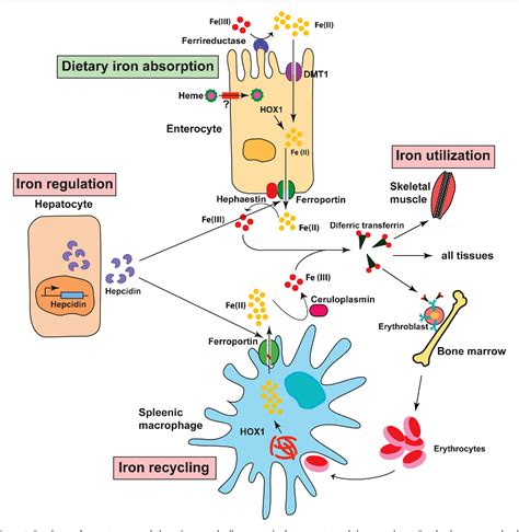 Figure From Mechanisms Of Mammalian Iron Homeostasis Semantic Scholar