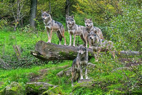 Wolf Pack in Woodland Photograph by Arterra Picture Library - Pixels