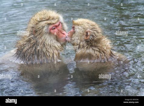 Mother And Baby Snow Monkeys In Hot Spring Jigokudani Japan Stock Photo Alamy