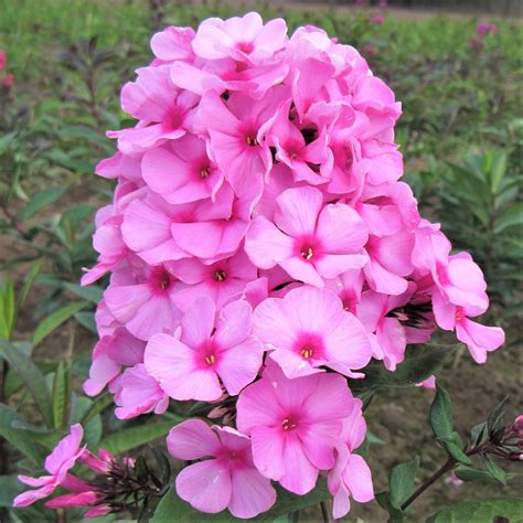 Bright Pink Phlox Bare Root Plants For Sale Online Eva Cullum Easy