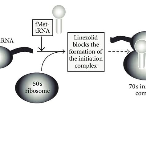 (PDF) Current Updates on Oxazolidinone and Its Significance