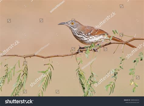 Long Billed Thrasher Toxostoma Longirostre Perched South Stock Photo