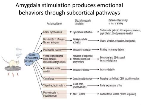 Limbic System Dr Arpit Ppt