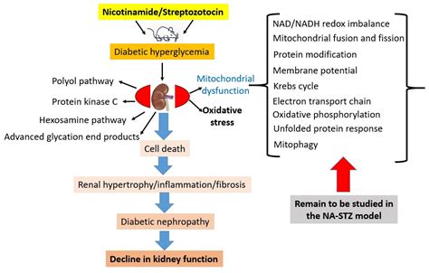 The Nicotinamide/Streptozotocin Rodent Model of Type 2 Diabetes: Renal