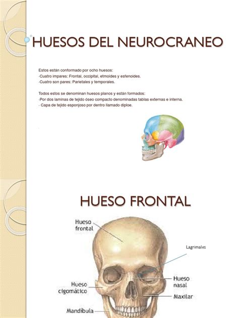 Huesos Del Neurocraneo Pdf