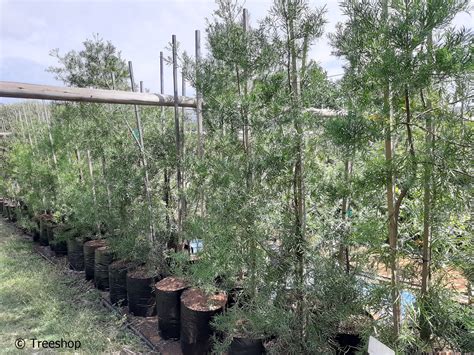 Buy Small Leaved Yellowwood Koop Outeniqua Geelhout Afrocarpus Falcatus