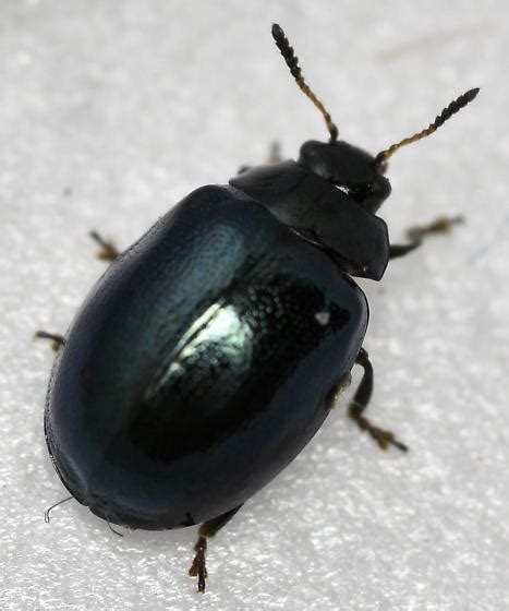 Imported Willow Leaf Beetle Plagiodera Versicolora Bugguidenet