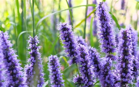 Martin's Wellness Connection Blog - Niacin vs Niacinamide (or Inositol ...