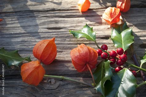 Stechpalme Ilex Zweige Mit Roten Beeren Und Lampionblumen Auf Altem