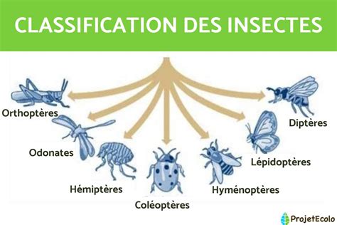 Types D Insectes Taxonomie Sch Ma Caract Ristiques