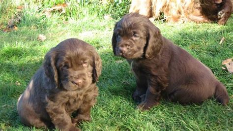 Sussex Spaniel Info, Temperament, Puppies, Pictures