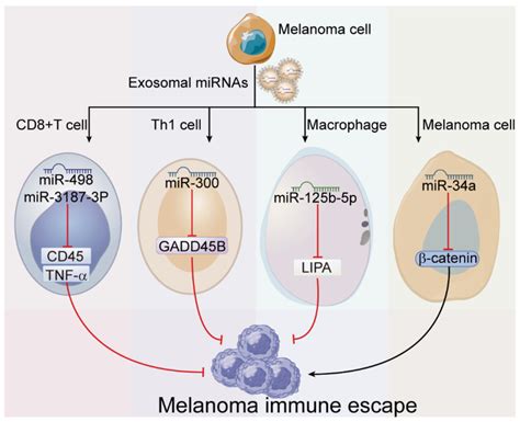 Roles Of Exosome Derived Mirnas In Melanoma Immune Escape Mirnas