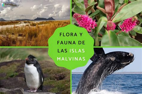 Flora Y Fauna De Las Islas Mexicanas Biodiversidad Y Conservaci N