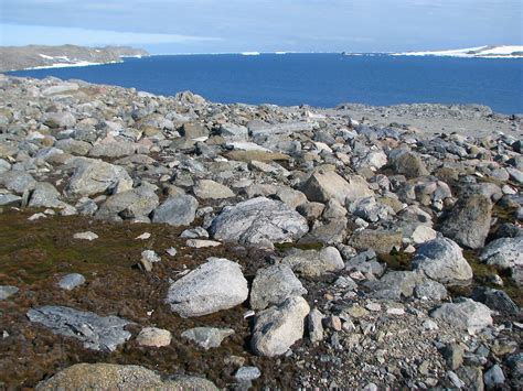 Mosses and liverworts — Australian Antarctic Program