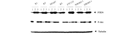 The Effect Of Wild Type Wt And Phosphatase Dead Mutant Cs Pten On