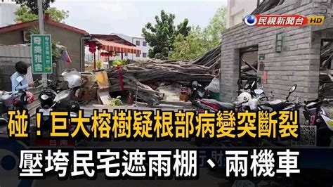 碰！巨大榕樹疑根部病變突斷裂 壓垮民宅遮雨棚、兩機車－民視新聞 Youtube