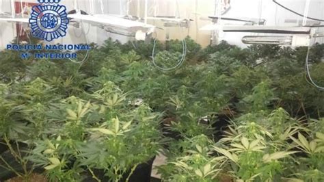 Desmantelan Un Punto Negro De Cultivo Y Venta De Marihuana En Una Casa