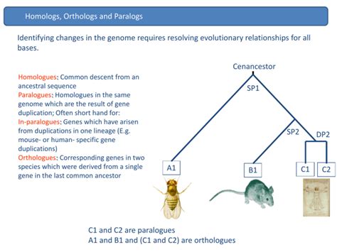 Comparative Genomics