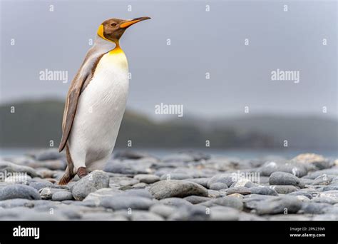 Rare sight: Light brown king penguins with melanism on South Georgia. A ...