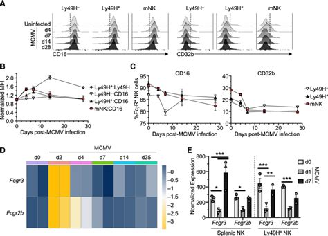 Modulation Of Fcγ Receptors On Natural Killer Nk Cells During Mouse