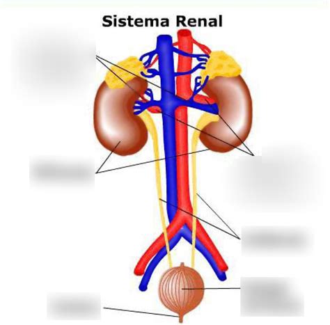 diagrama de ciencia sistema excretor quizlet