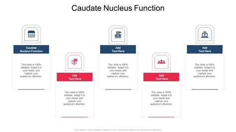 Caudate Nucleus Function In Powerpoint And Google Slides Cpb PPT Example