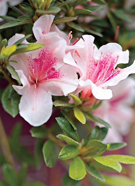 18 Spring-Flowering Shrubs to Add to Your Yard for Early Color