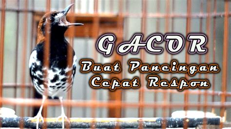 Buat Pancingan Anis Kembang Sangat Baik Cepat Respon Langsung Gacor