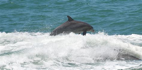 Florida Clearwater Beach Dolphins