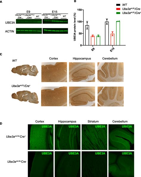 Successful Maternal Ube3a Gene Activation Upon Nestin Cre Mediated