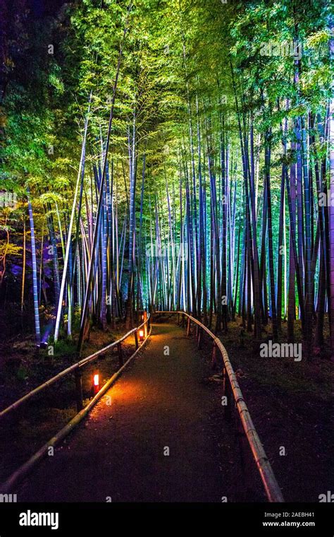 Bamboo grove illuminated at night at the Kodai-ji Temple, Kyoto, Japan Stock Photo - Alamy