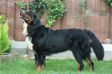 bernese mountain dog wikiwand